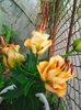 Photo0442