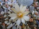 Turbinicarpus pachystele