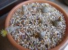 Grup de 6 Turbinicarpus