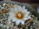 Turbinicarpus macrochele v. kupcakii
