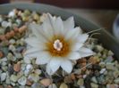 Turbinicarpus macrochele v. kupcakii