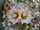 Turbinicarpus schwarzii v. rubriflorus