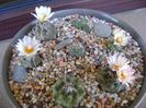 Grup de 7 Turbinicarpus