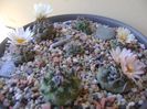 Grup de 7 Turbinicarpus