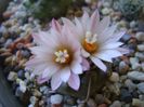 Turbinicarpus schwarzii v. rubriflorus
