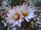 Turbinicarpus schwarzii v. rubriflorus