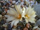 Turbinicarpus pachystele