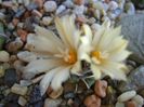 Turbinicarpus pachystele