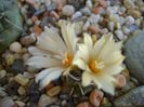 Turbinicarpus pachystele