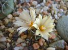 Turbinicarpus pachystele