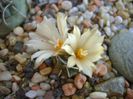 Turbinicarpus pachystele