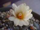 Turbinicarpus macrochele