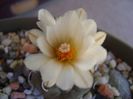 Turbinicarpus macrochele