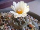 Turbinicarpus macrochele