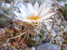 Turbinicarpus macrochele v. kupcakii