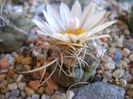 Turbinicarpus macrochele v. kupcakii