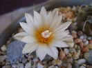 Turbinicarpus macrochele v. kupcakii