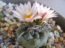 Turbinicarpus schwarzii v. rubriflorus