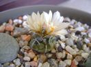 Turbinicarpus pachystele