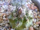 Turbinicarpus viereckii