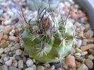 Turbinicarpus viereckii