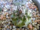 Turbinicarpus viereckii
