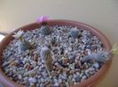 Grup de 6 Turbinicarpus