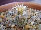 Turbinicarpus krainzianus v. lausseri