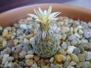 Turbinicarpus krainzianus v. lausseri