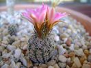 Turbinicarpus dickisoniae