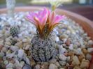 Turbinicarpus dickisoniae