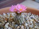 Turbinicarpus dickisoniae