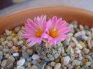 Turbinicarpus dickisoniae
