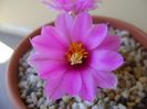 Mammillaria schumannii v. globosa