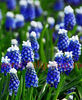 Bulbi Muscari Mount Hood