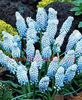 Bulbi Muscari Valerie Finish