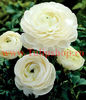 Bulbi Ranunculus Alb (Piciorul Cocosului)