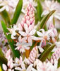 Bulbi Viorea Rosea (Scilla)