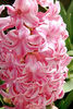 Bulbi Zambile Fondant (Hyacinthus)