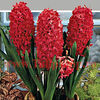 Bulbi Zambile Jan Boss (Hyacinthus)