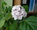 Fori Clerodendron fragrans