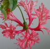 Floare Hibiscus Schizopetalus