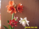 hipeastrum