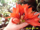 miniamarilis