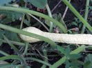 dovlecel Zuchinni italian