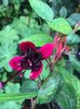 Blacki