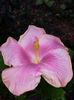 Tahitian lavender pastel