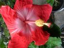 floare nr. 3
