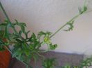 Kedrostis foetidissima