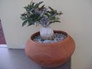 Euphorbia suzannae-marnierae